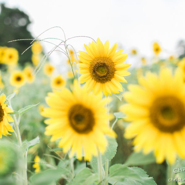 Family photos before kids disappear ~ Summer sessions | Alpharetta Photographer